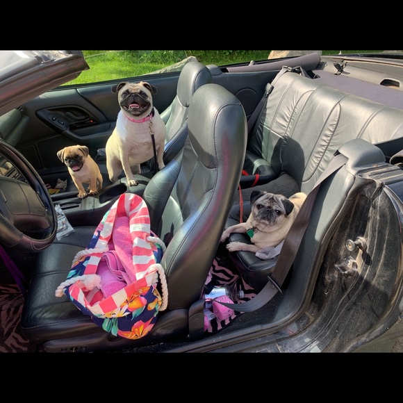 Meet your Posher, Clarice - Picture 3 of 8